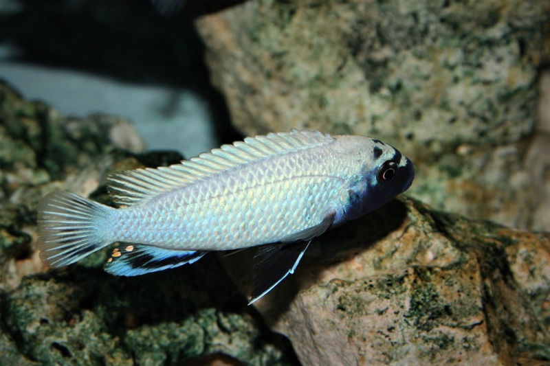 Pseudotropheus sp. 'polit' Lion's Cove